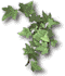 Ivy.gif (2317 bytes)